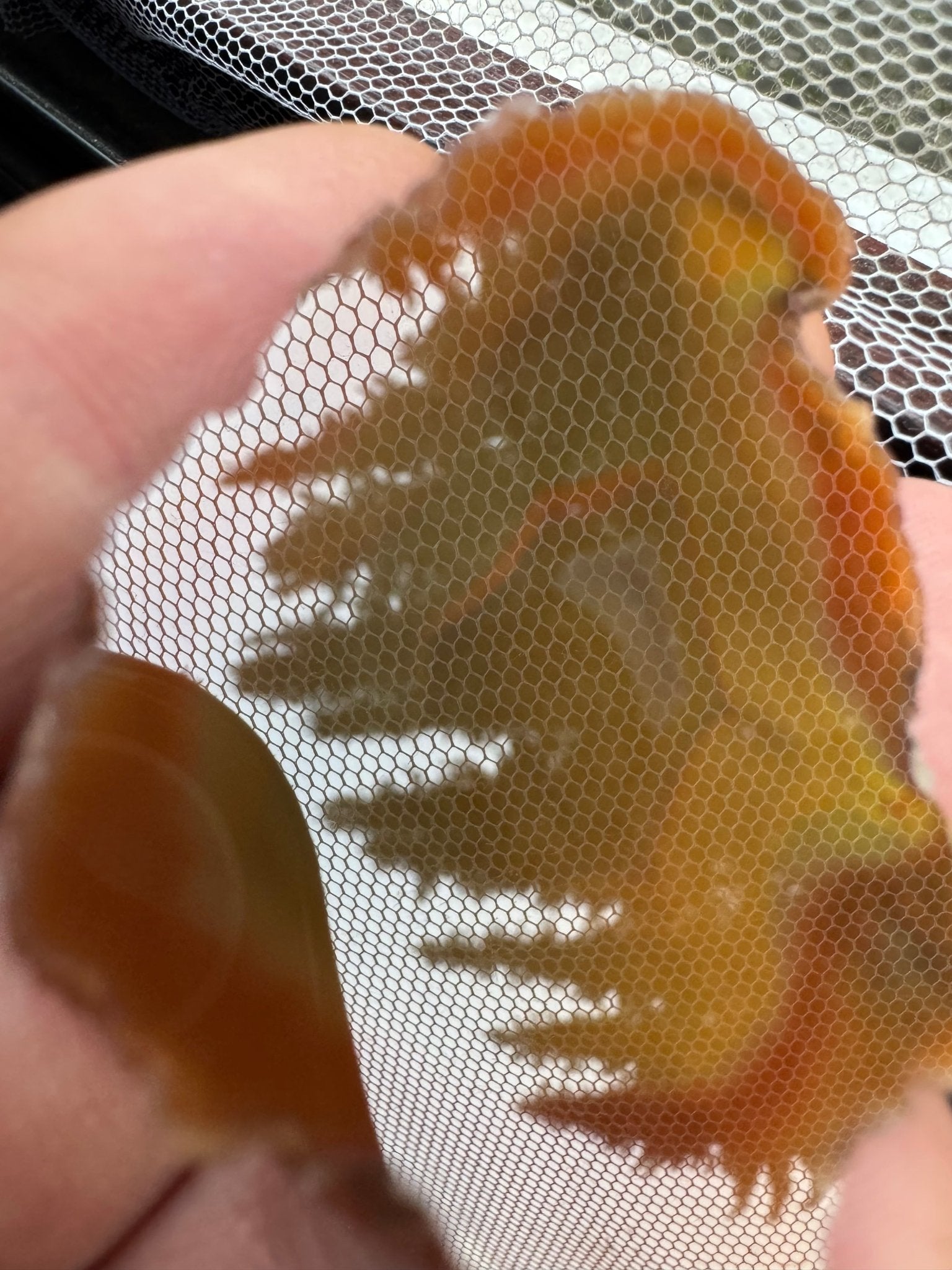 Condor Agate Argentina