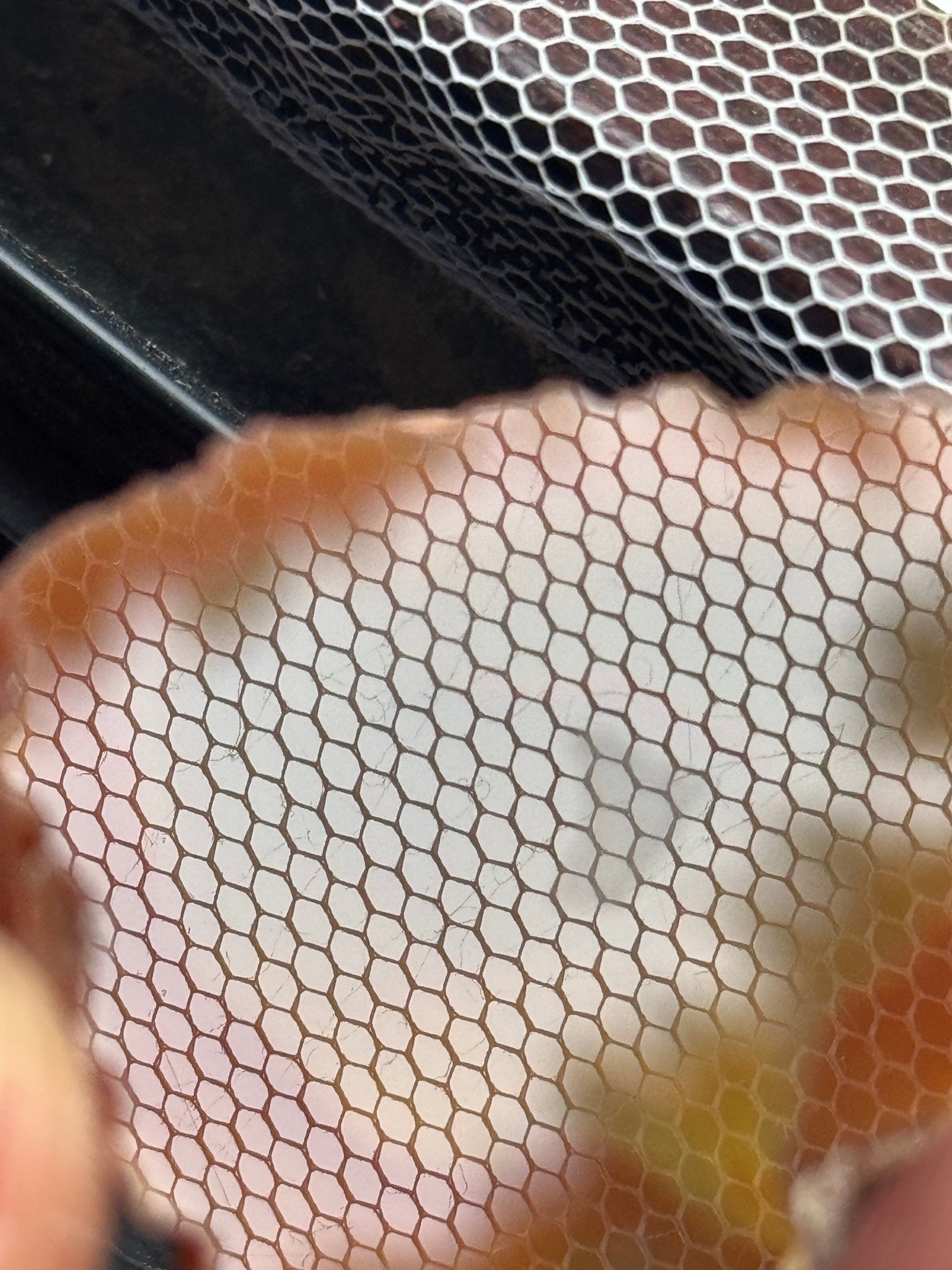 Condor Agate Argentina